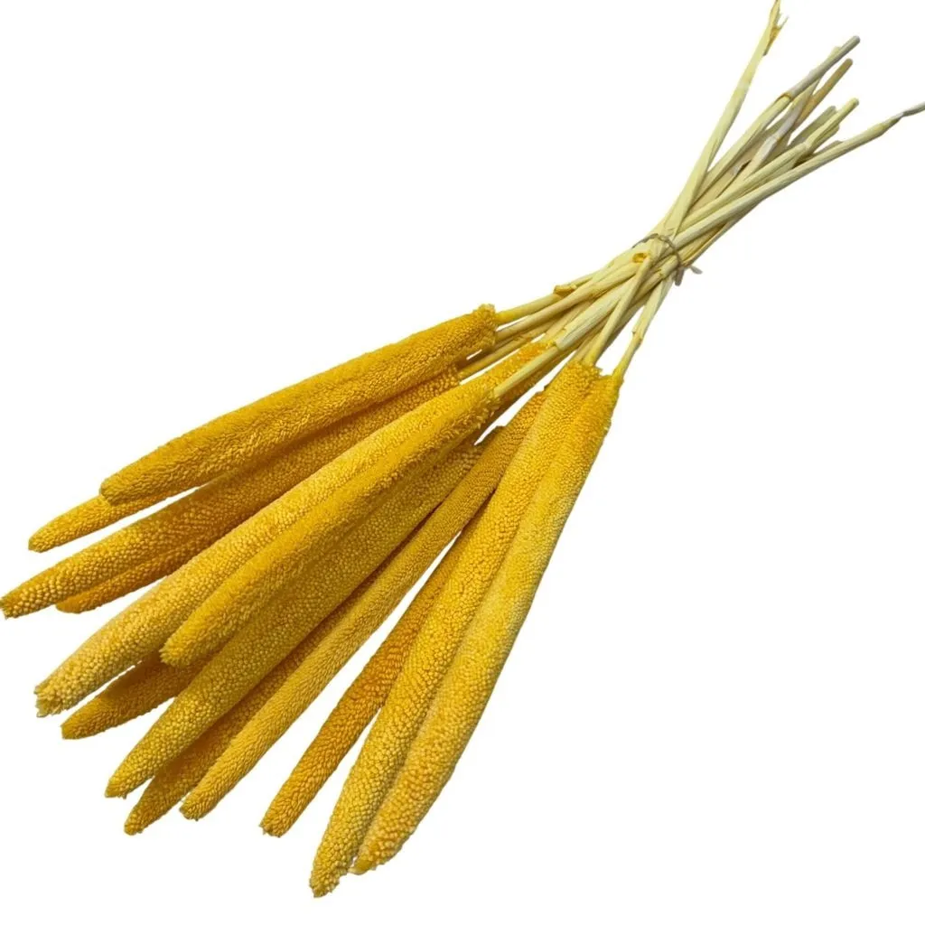 Sušená babala žltá 70 cm