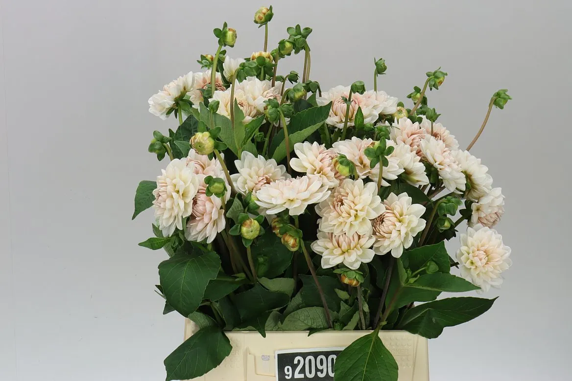 Dahlia Blush Pink • 45 cm