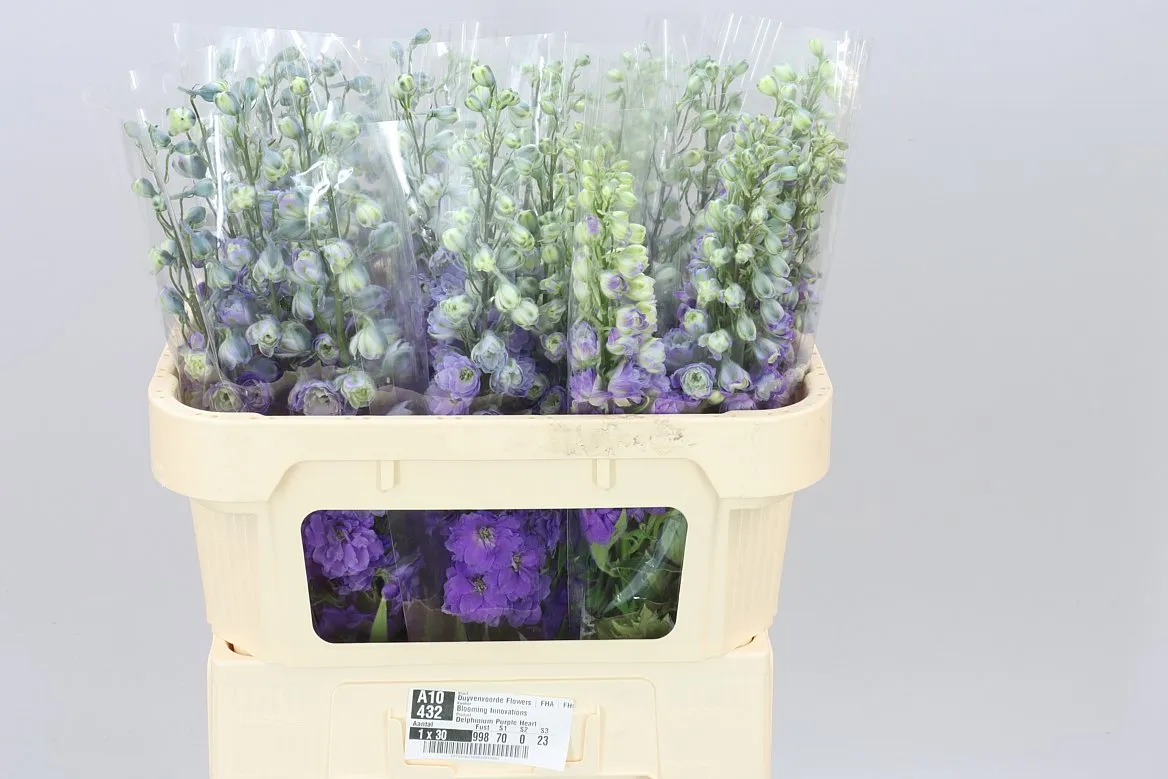 Delph El Purple Heart • 70 cm