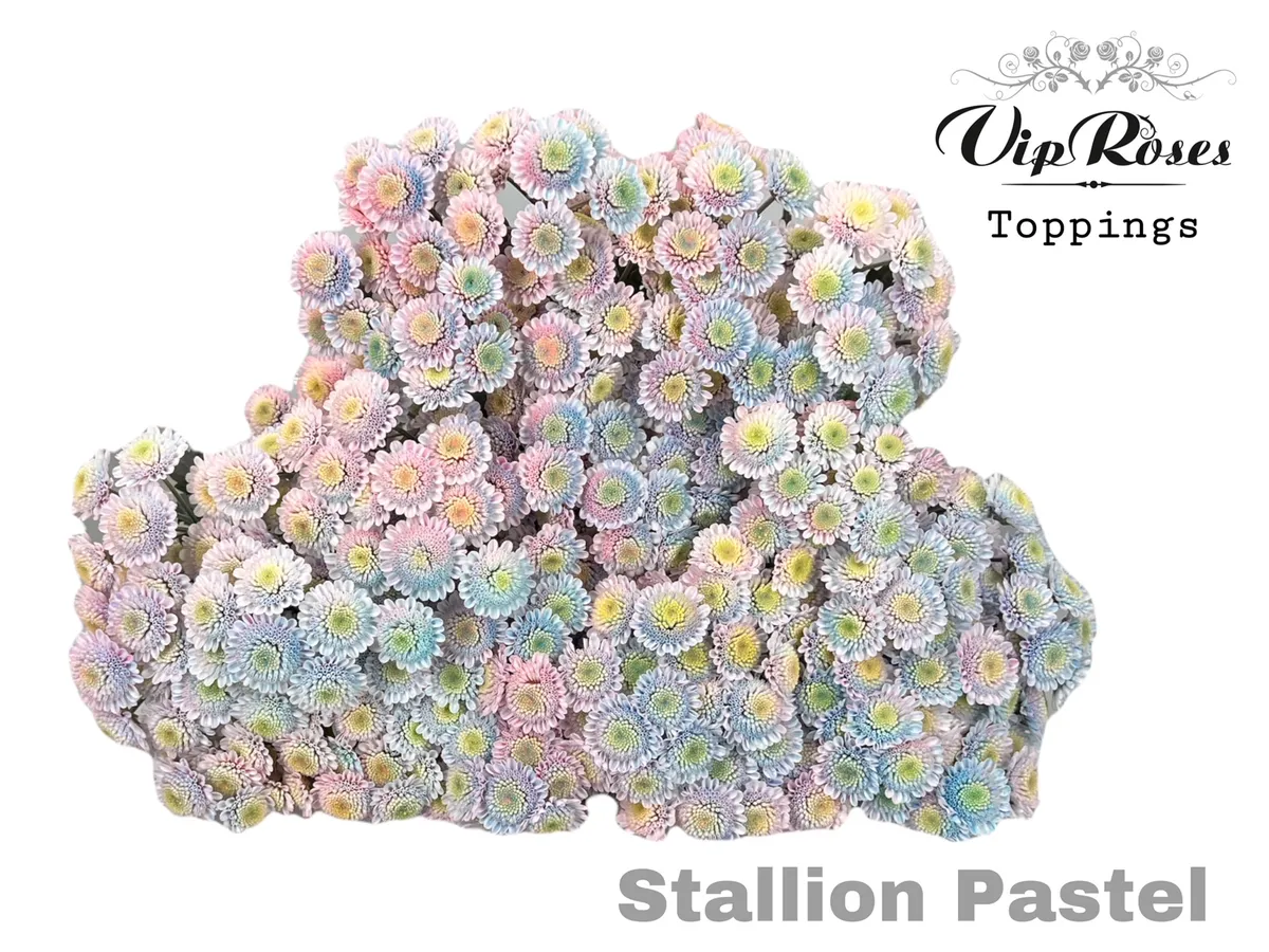 Chryzantéma trsová Stallion Pastel • 70 cm
