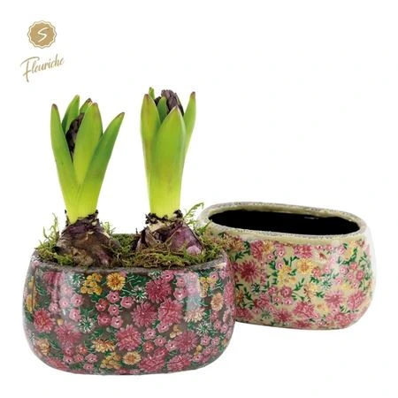 Hyacinth mix 2603 Late Fashion 2pp • črepník 17 cm