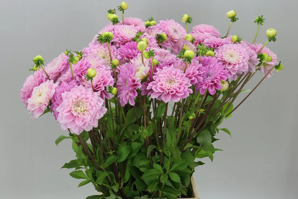 Dahlia Sweet Love • 60 cm