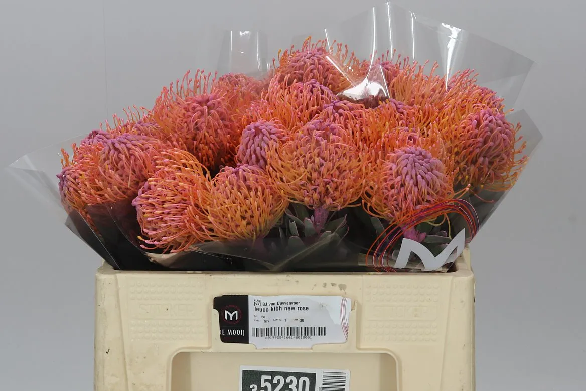 Leucospermum farbené New Pink • 50 cm