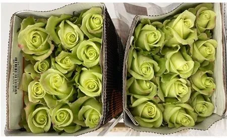 Rosa Gr Ec Jade • 50 cm