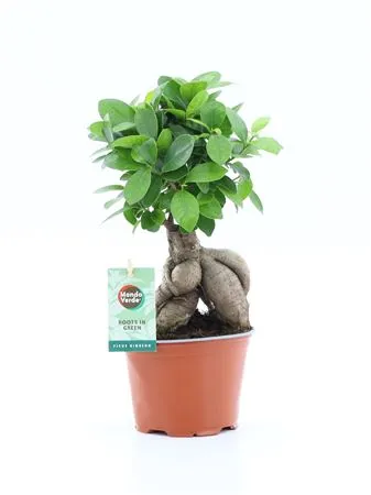 Ficus Micr. Ginseng • črepník 12 cm