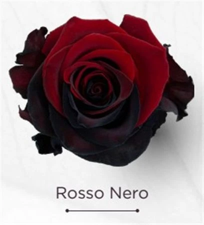 Ruža farbená Rossa Nero, Ekvádor • 50 cm