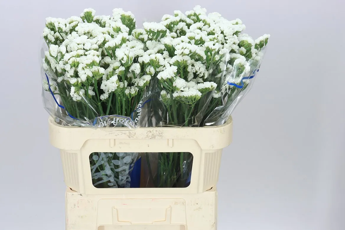 Lim. S White Birds • 70 cm