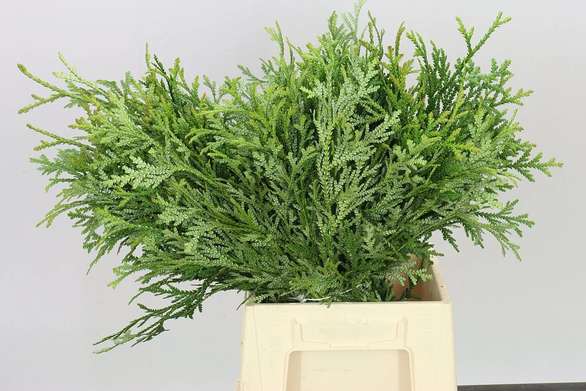 Thjopsis Dolabrata 1,5 kg