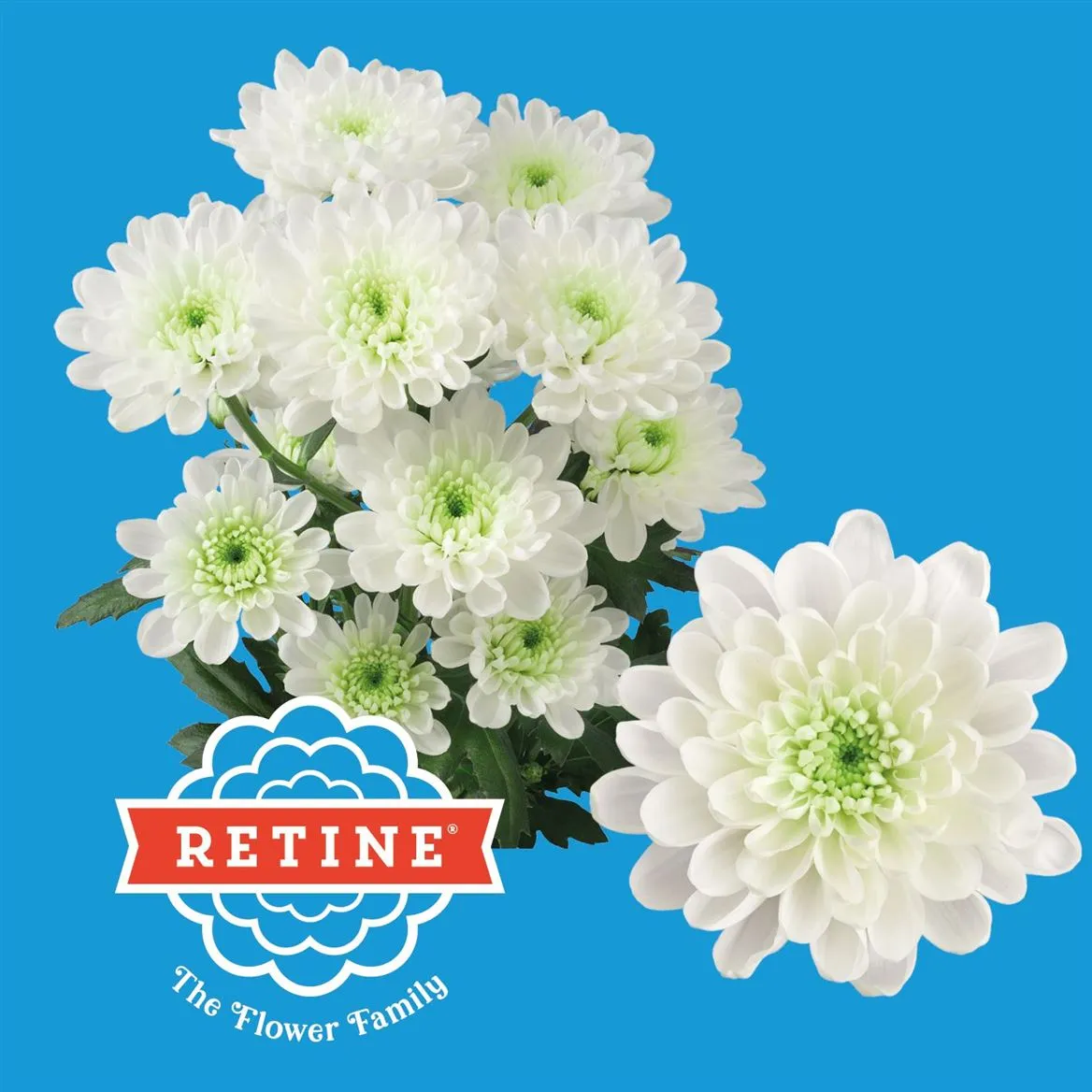 Chr Altaj Retine • 70 cm