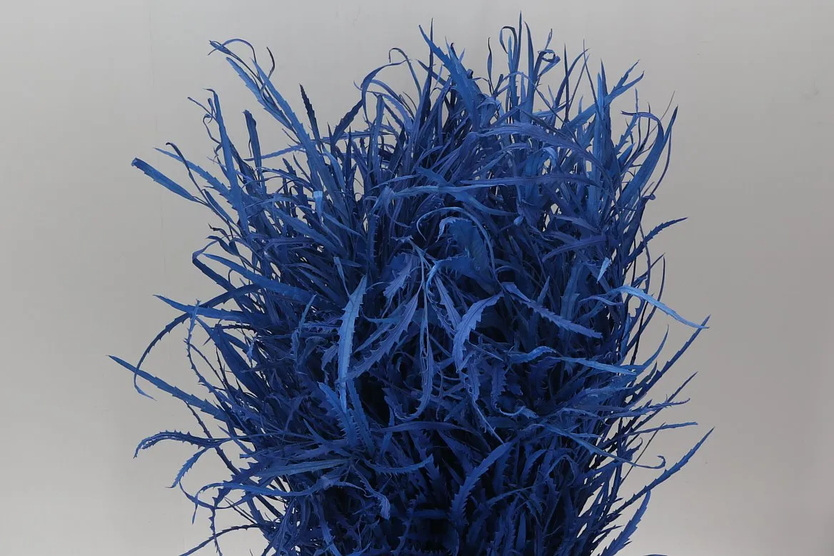 Grevilea Blue • 80 cm