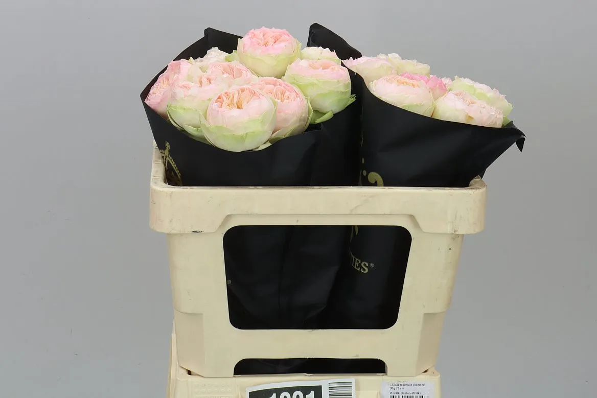 Rosa Gar Pinky Pie! • 50 cm