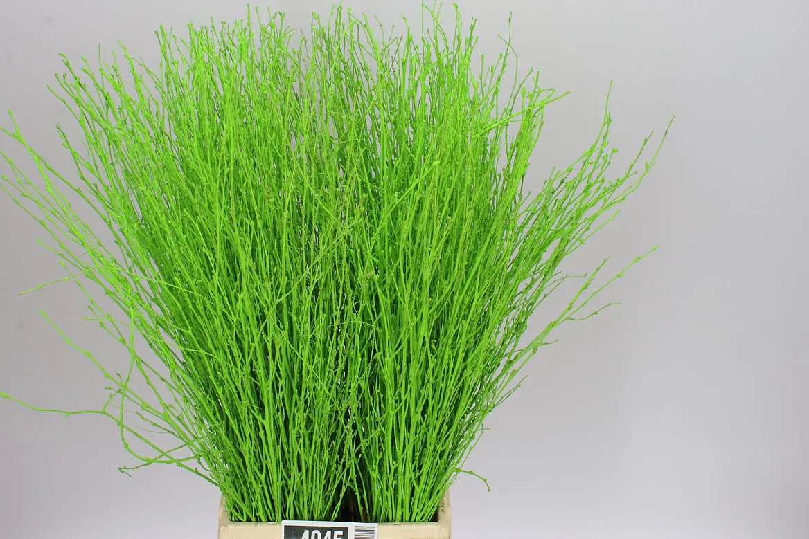 Breza Apple Green • 70 cm