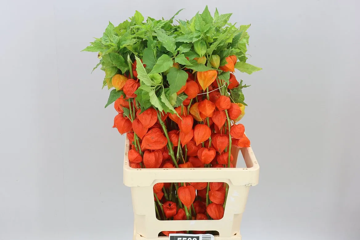 Physalis Orange • 70 cm
