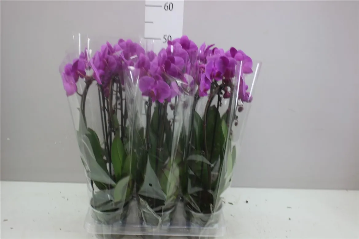 Phal Cascade Paars 2 Tak • črepník 12 cm