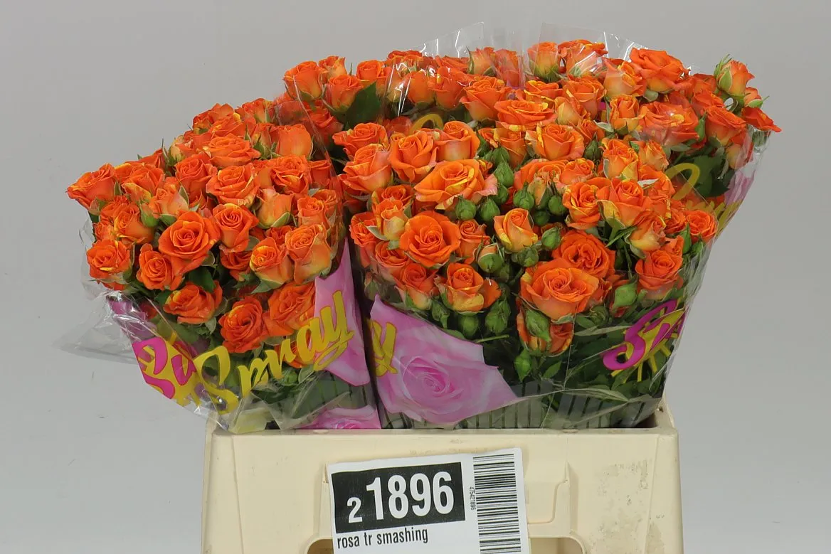 Rosa Tr Smashing • 40 cm