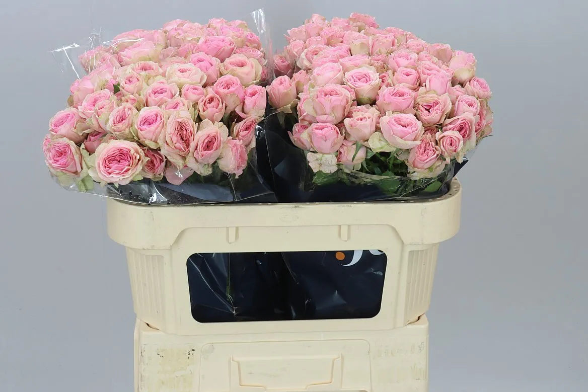 Rosa Tr Yvette • 70 cm