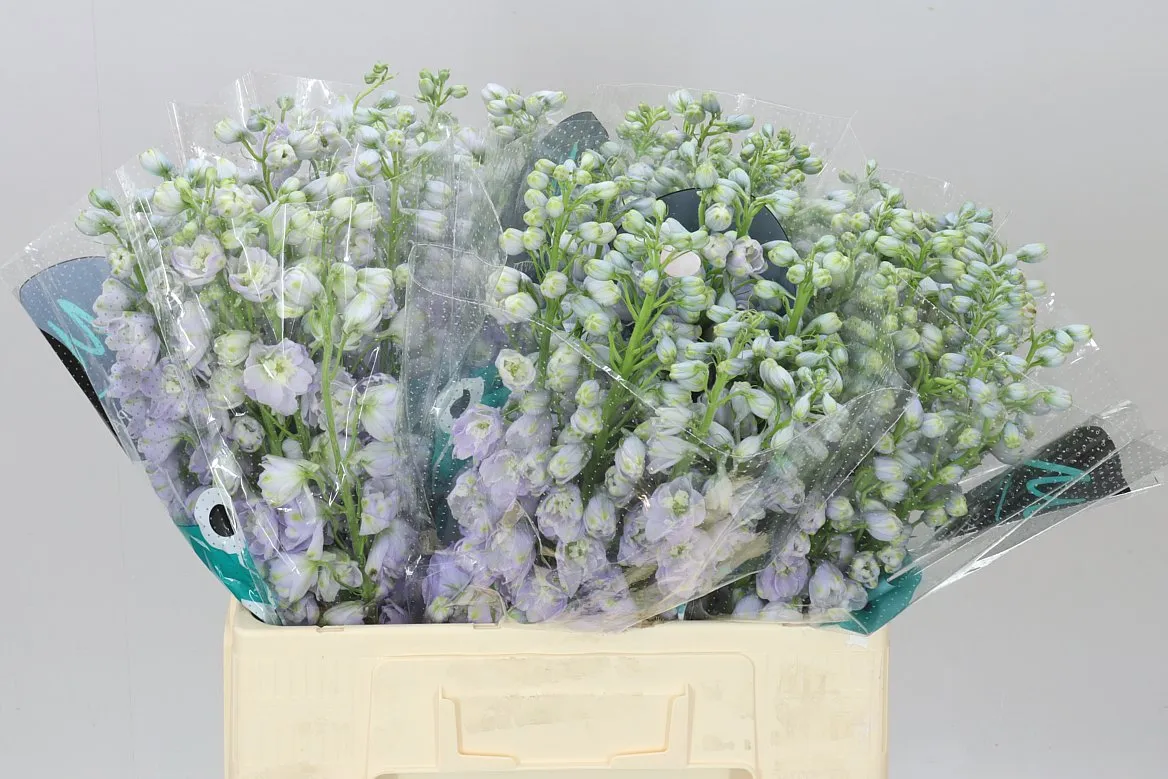 Stračonôžka Elatum Triton Lavender • 60 cm