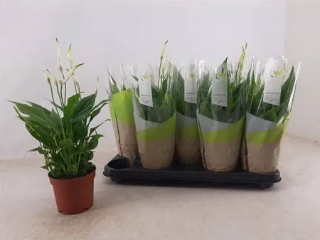 Spathiphyllum Bellini • črepník 13 cm