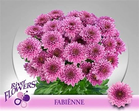 Chryzantéma trsová Fabienne • 70 cm