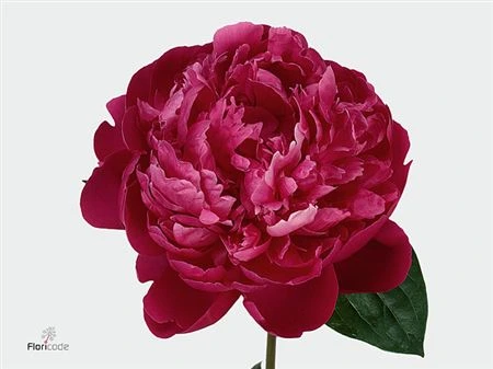 Pivonka Red Bernhardt A2 • 55 cm