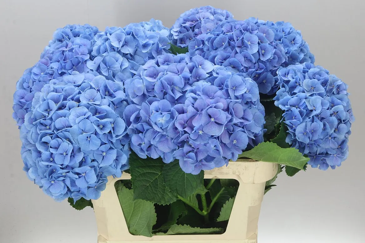 Hyd Mammoet Blue • 80 cm