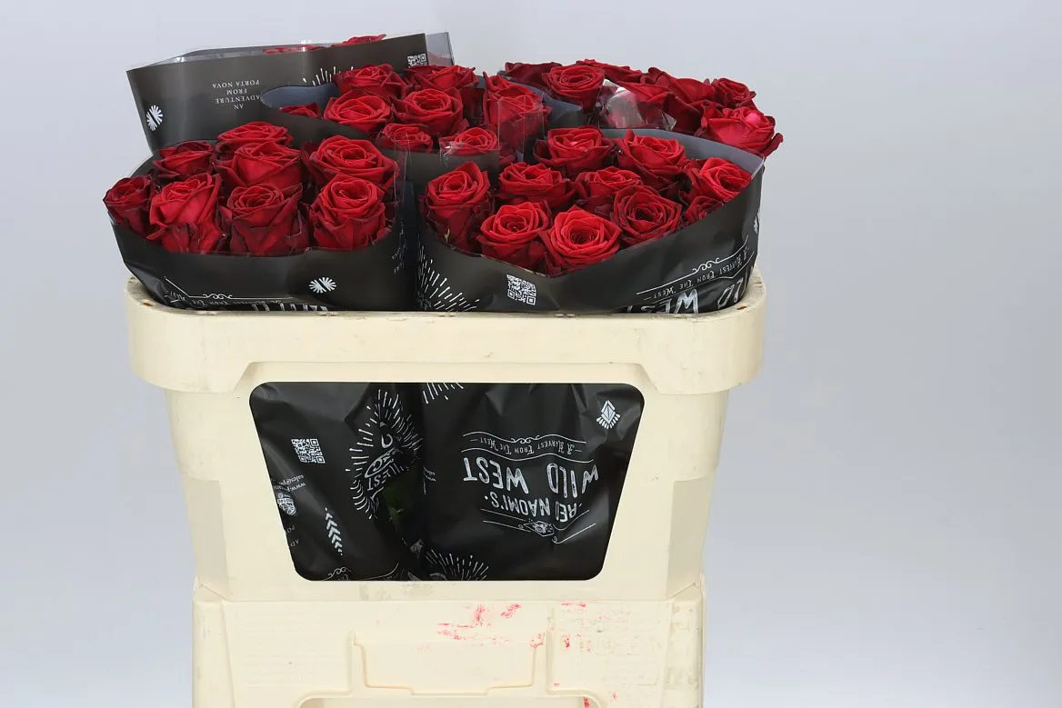 Rosa Gr Red Naomi Wild West • 70 cm