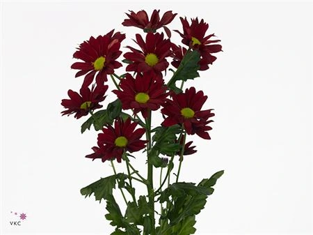 Chryzantéma trsová Merlot • 70 cm