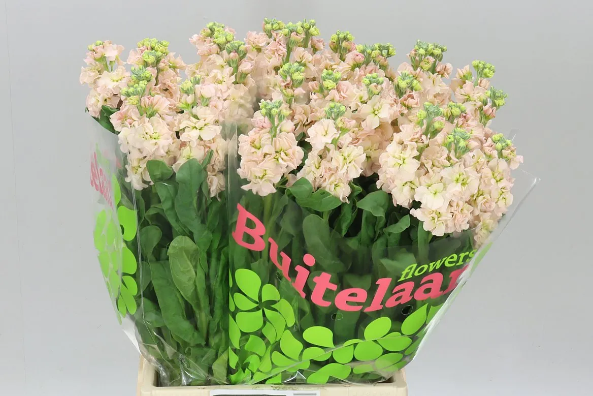 Matthiola Apricot Iron • 53 cm