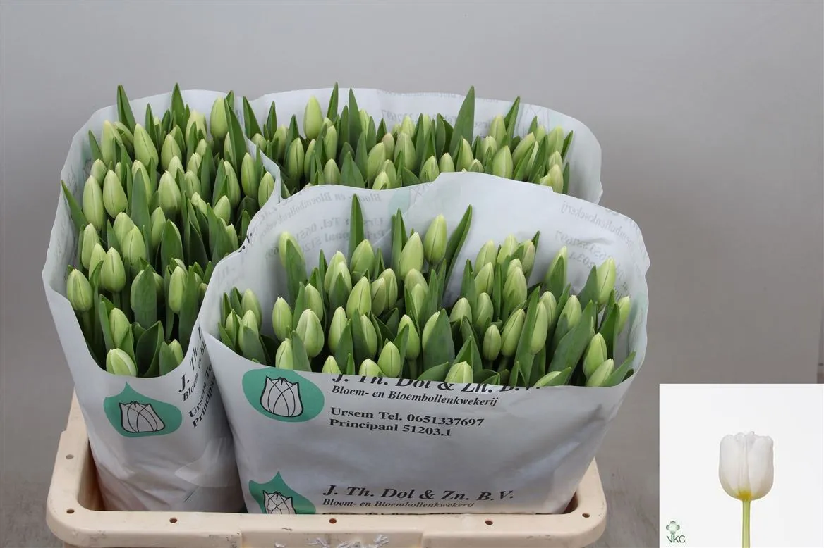 Tulipán jednoduchý Antarctica • 38 cm