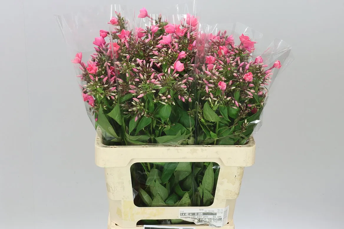 Phlox P Windsor • 60 cm