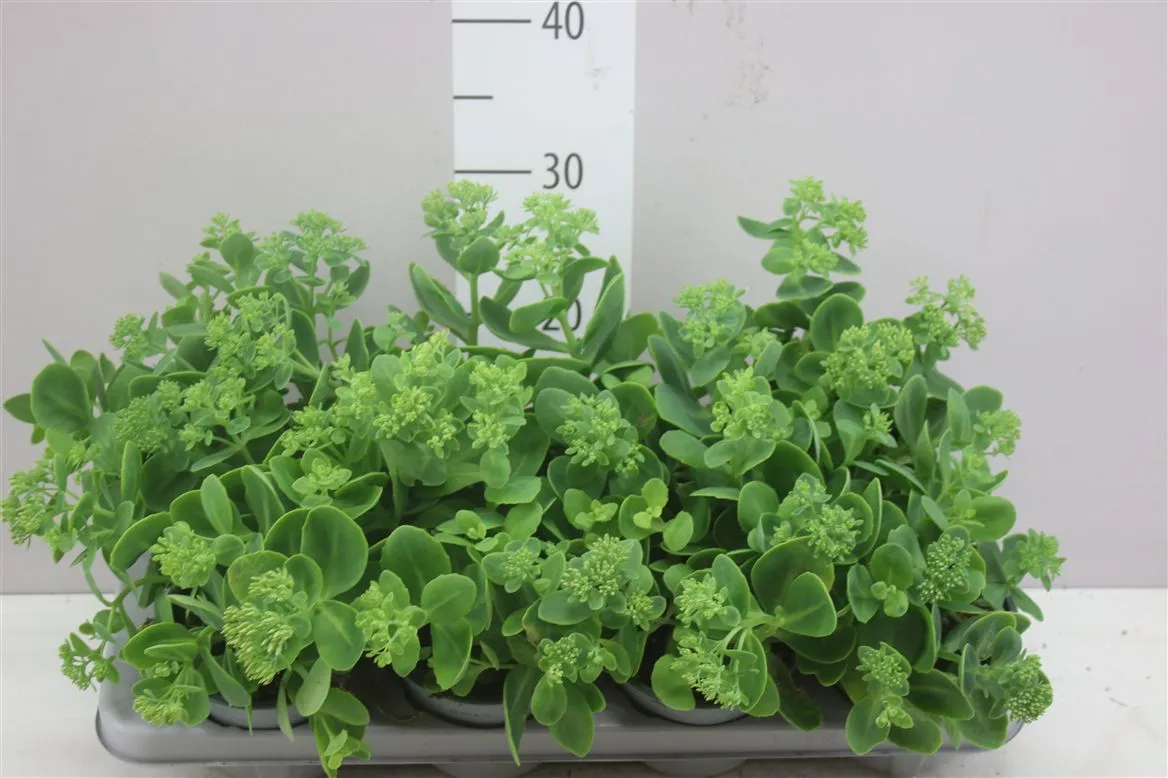 Sedum Herbstfreude • črepník 13 cm