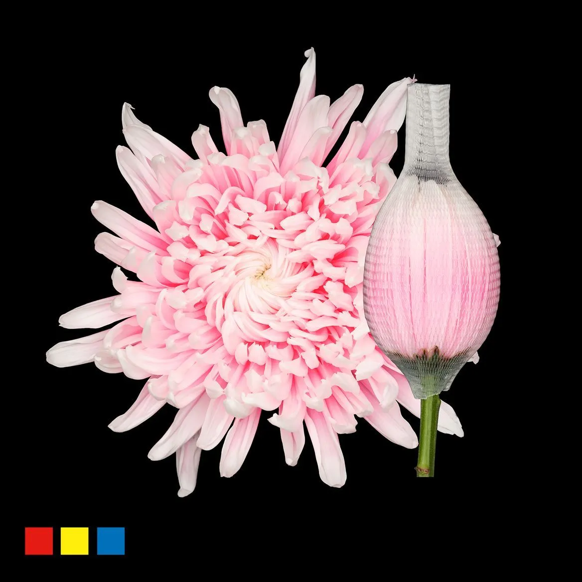 Chryzantéma veľkokvetá Stravina Pastel Pink • 70 cm
