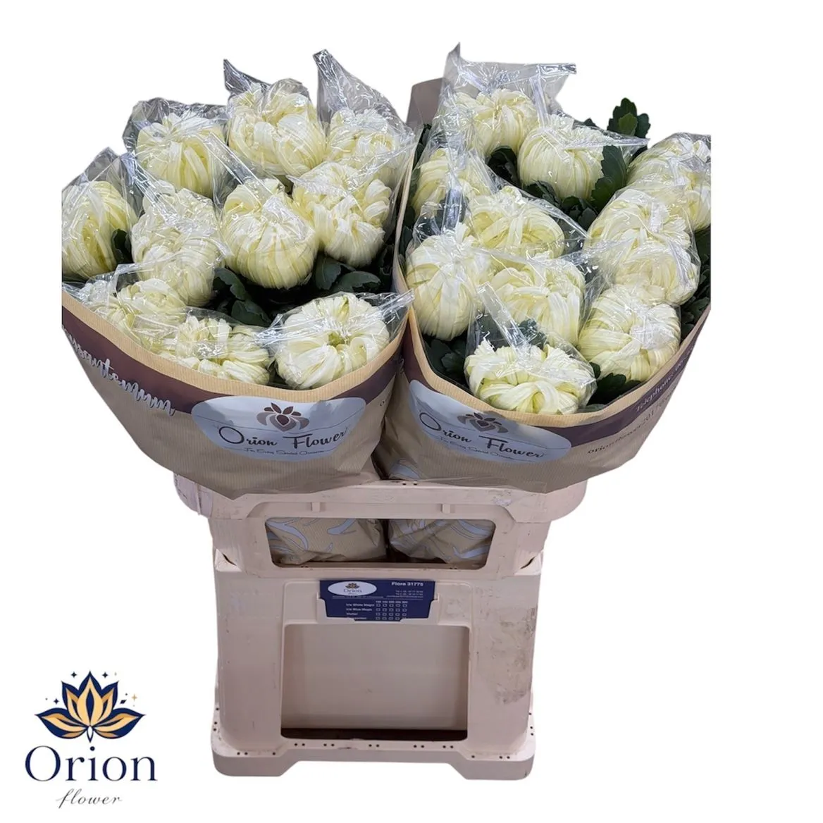 Chr G Vienna White • 80 cm