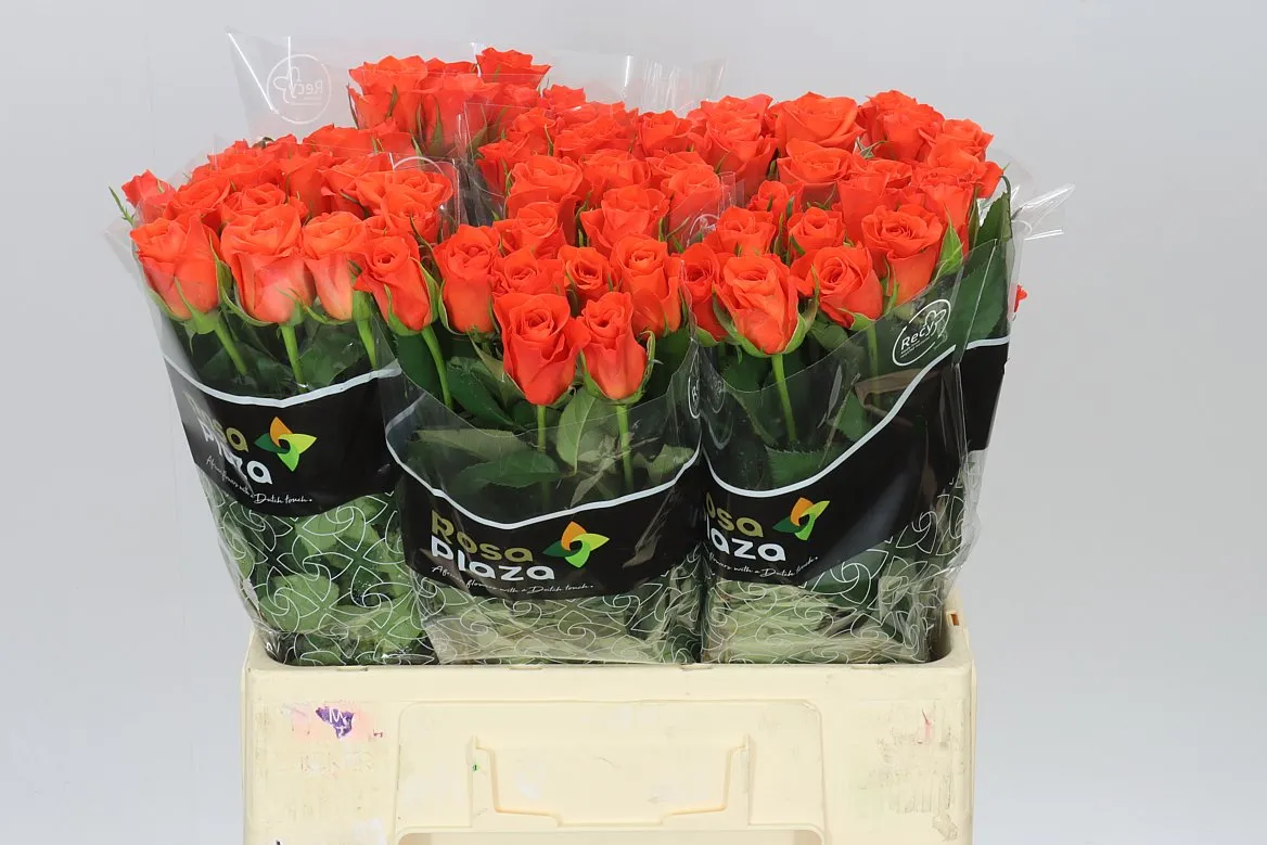 Rosa Gr Patz • 60 cm