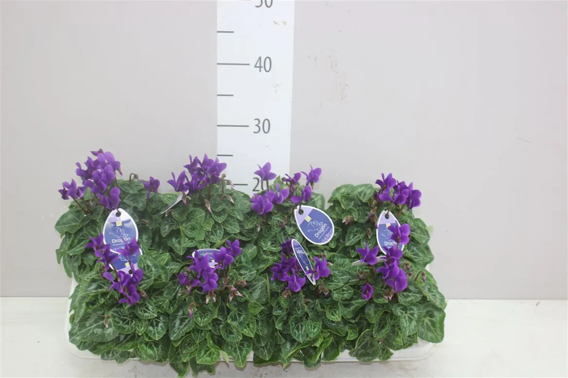 Cyclamen Kl Dragon Blue • črepník 10,5 cm