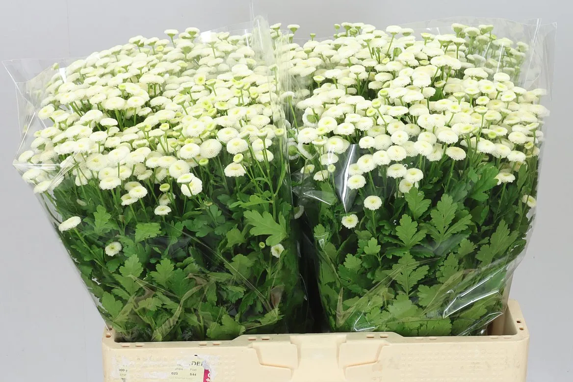 Tanacetum Rio • 56 cm