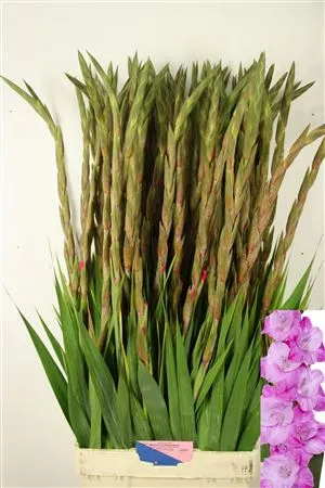 Glad Rosette • 115 cm