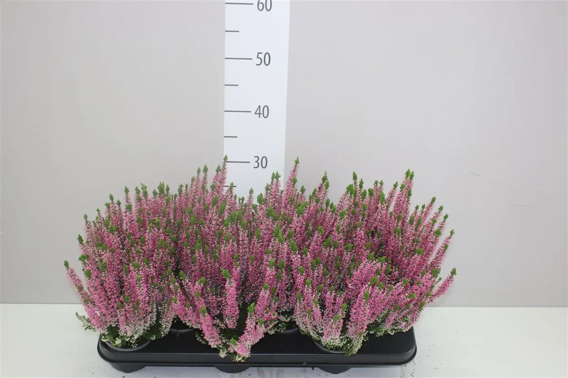 Vres Beauty Ladies ružový • črepník 9,5 cm