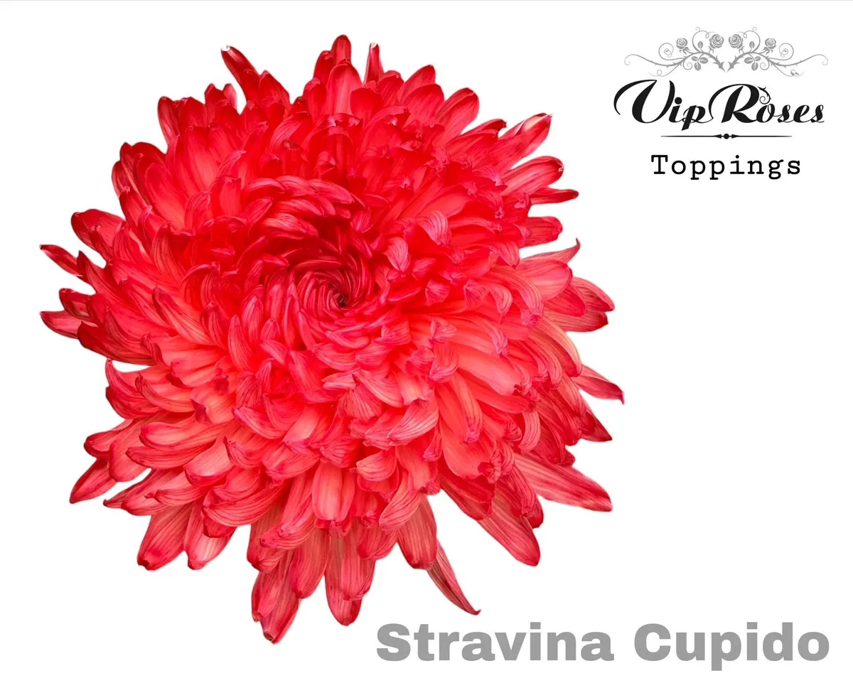 Chryzantéma veľkokvetá Stravina Cupido • 65 cm