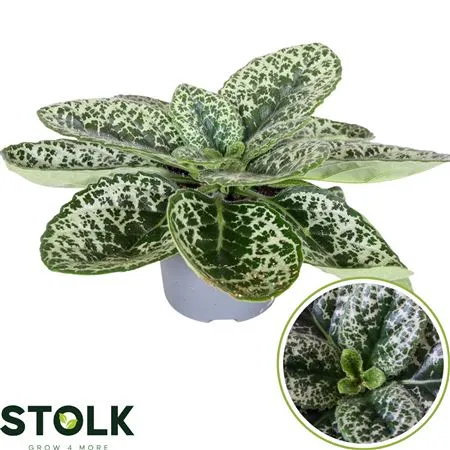 Streptocarpus Pretty Turtle • črepník 14 cm