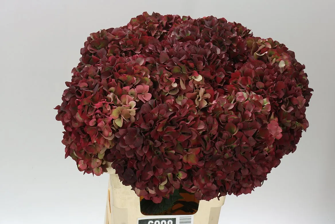 Hortenzia Ruby Pink Classic • 60 cm