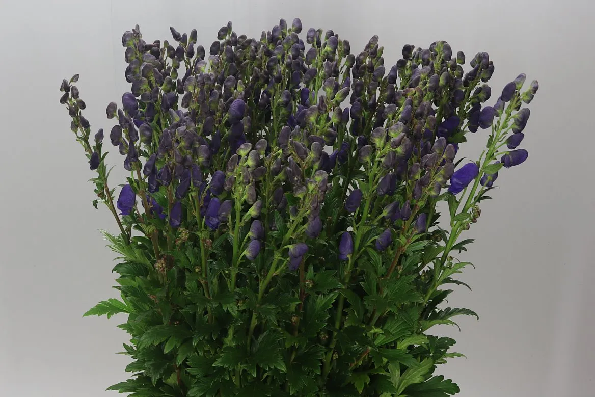 Aconitum Car Arendsii • 90 cm