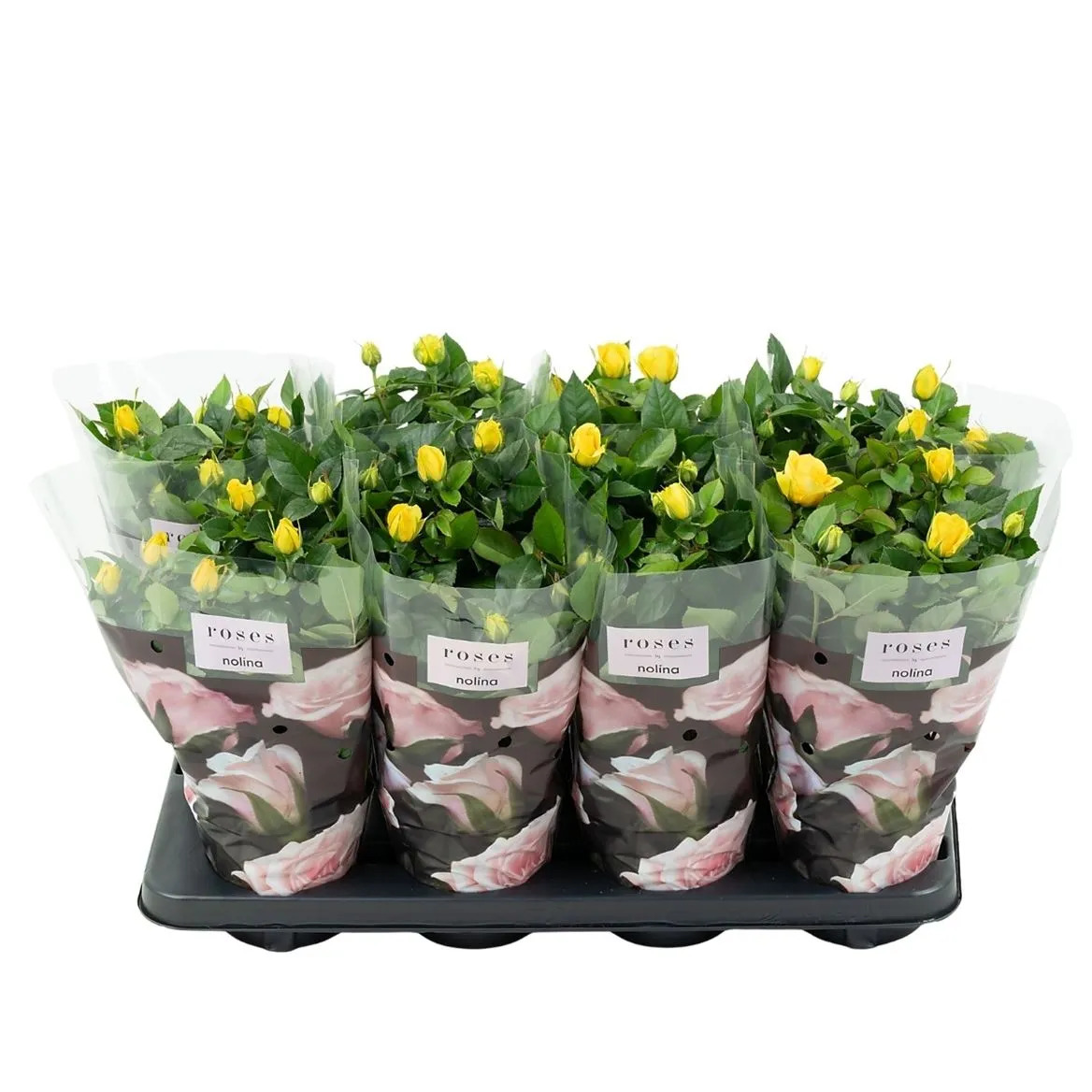 Rosa Patio Geel • črepník 13 cm