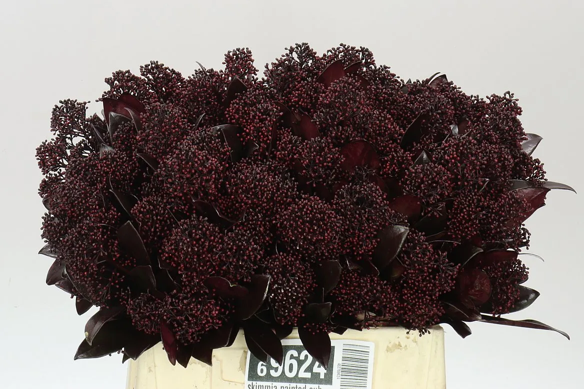 Skimmia farbená Aubergine • 45 cm