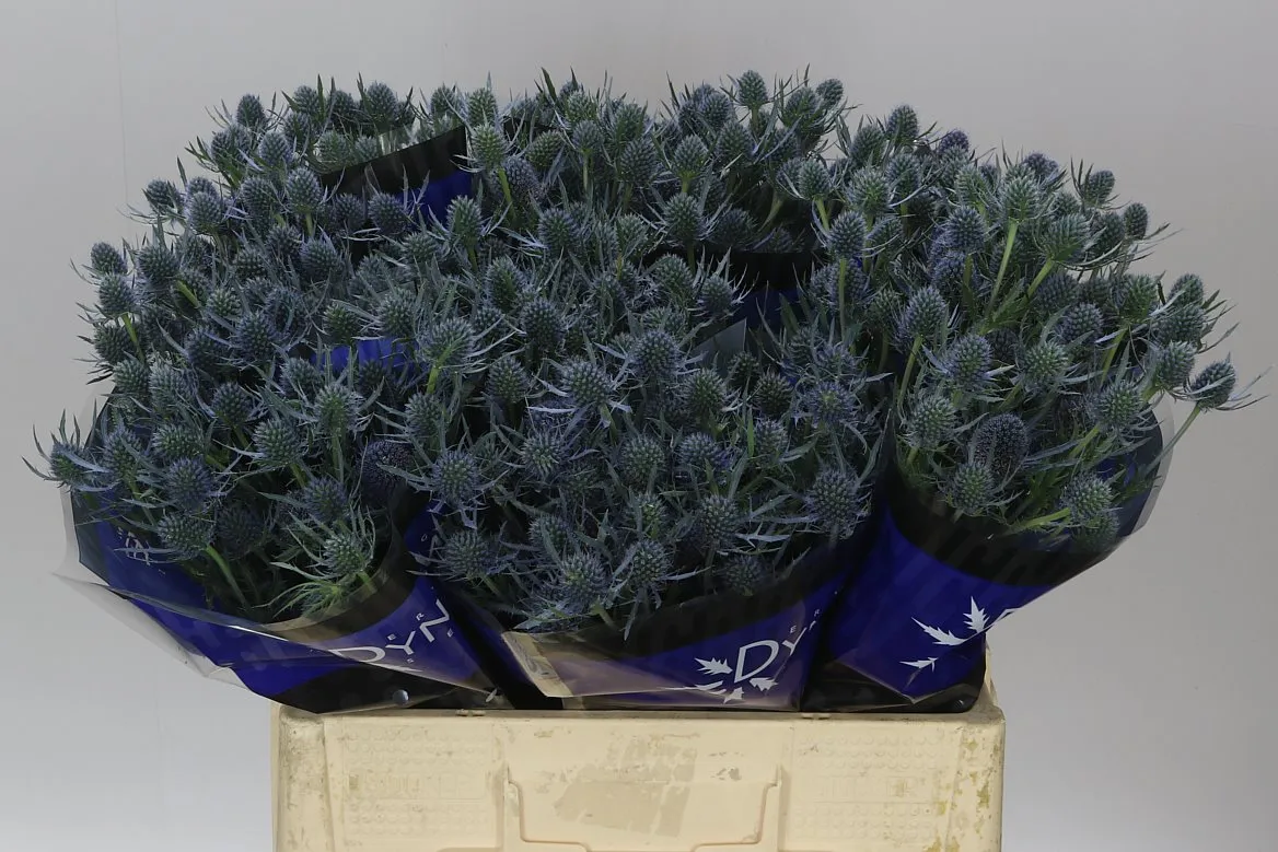 Eryngium Blue Dynamite • 60 cm