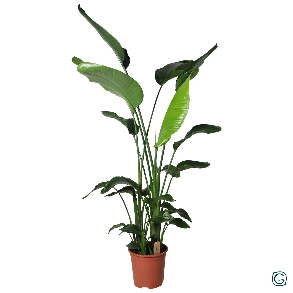 Strelitzia Nicolai P27 • črepník 27 cm