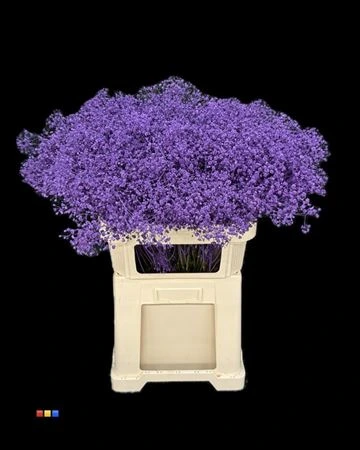 Gypsofila Xlence Purple • 80 cm