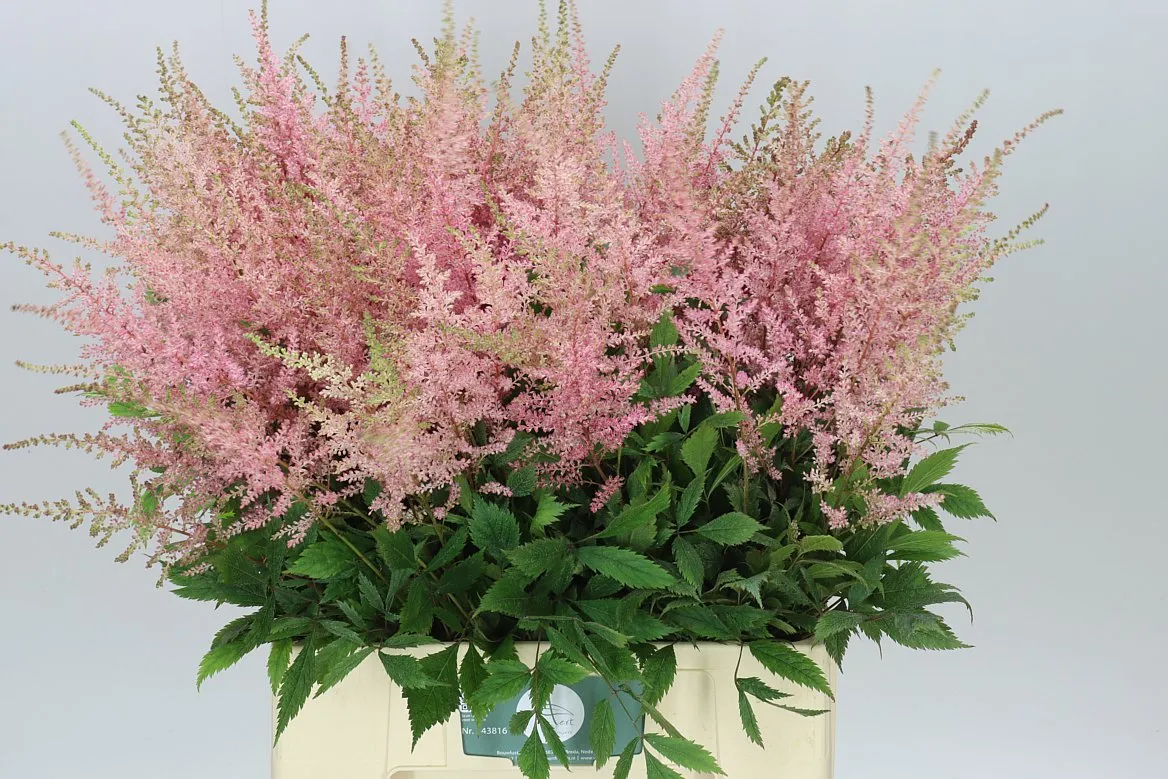 Astilbe Erika • 70 cm
