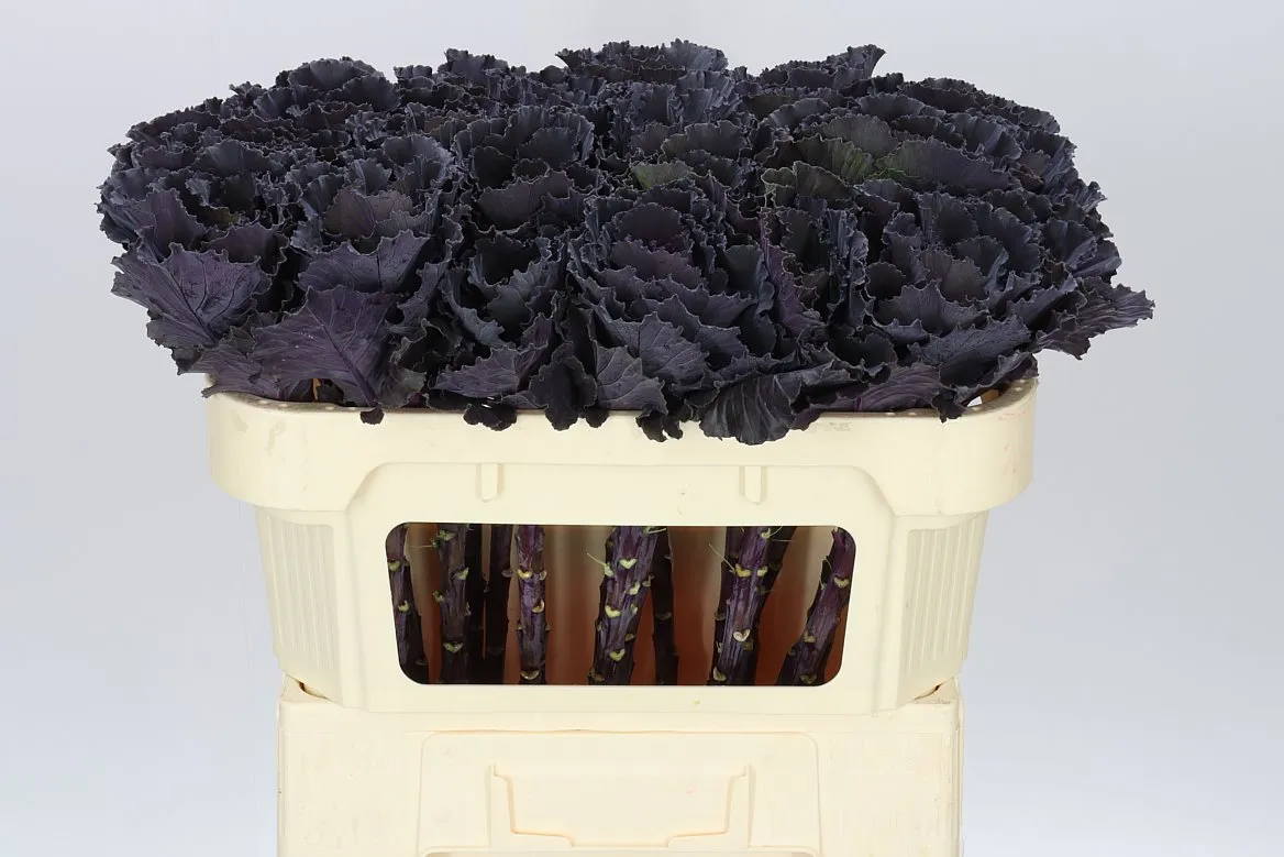 Brassica Black Leaf • 70 cm