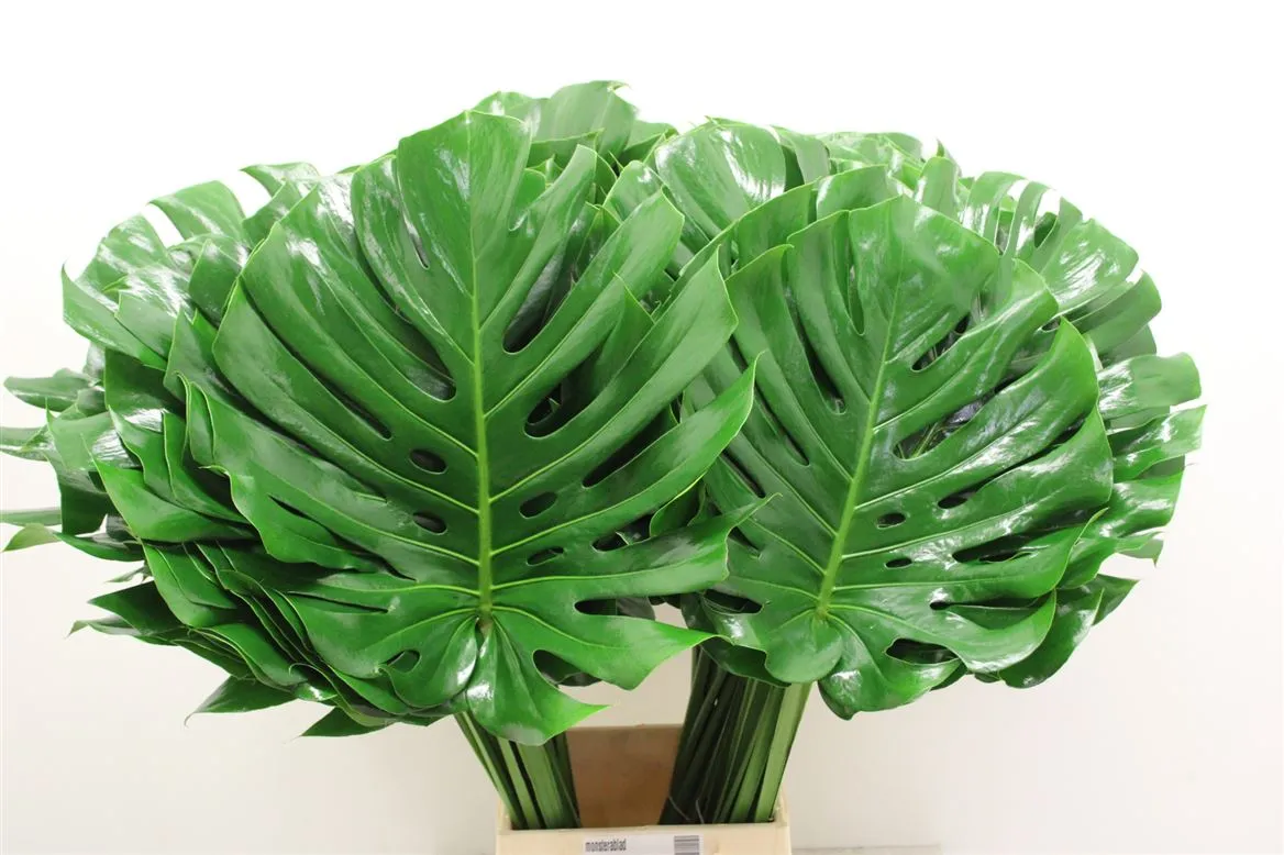 List monstery • 70 cm